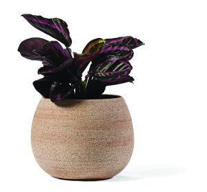 Vaso Erasmo in terracotta