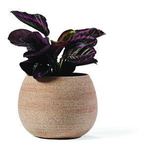 Vaso Erasmo in terracotta