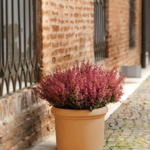 Vaso Cilindro Vicenza