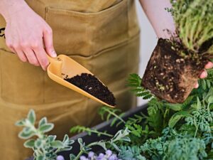 Trapiantatore Gaia piccolo