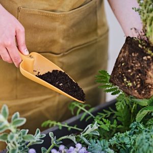 Trapiantatore Gaia piccolo