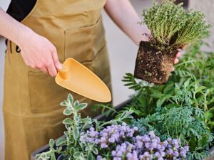 Trapiantatore Gaia grande