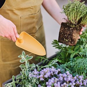 Trapiantatore Gaia grande