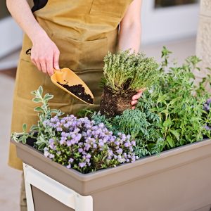 Trapiantatore Gaia grande