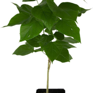 Cheonda - Pianta Catambra in Vaso diametro 10cm 1 anno