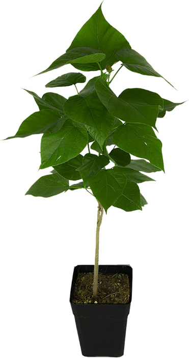 Cheonda - Pianta Catambra in Vaso diametro 10cm 1 anno