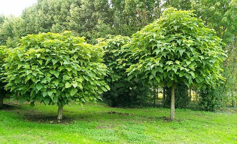Pianta Catambra mezzo fusto Ambrogio Italia