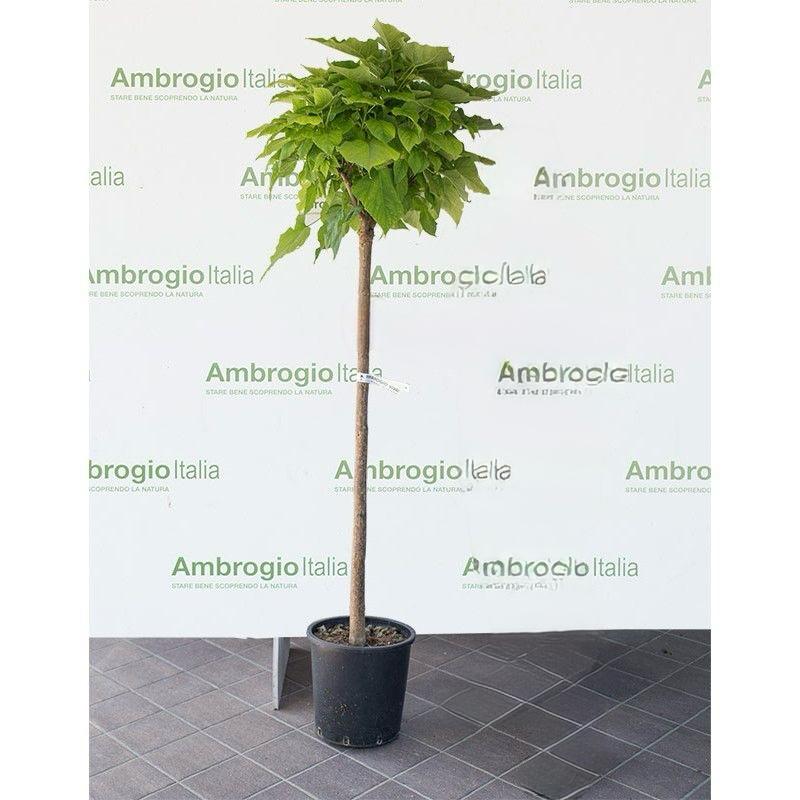 Pianta Catambra mezzo fusto Ambrogio Italia - immagine 4