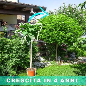 Pianta Catambra mezzo fusto Ambrogio Italia