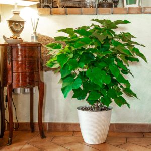 Pianta Catambra di due anni in vaso Ambrogio Italia antizanzare naturale per interni ed esterni