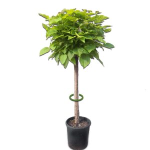 Pianta Catambra mezzo fusto Ambrogio Italia