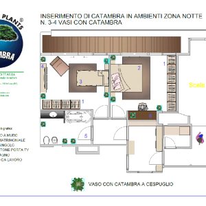 Pianta Catambra in Vaso diametro 10cm 1 anno