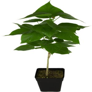 Pianta Catambra in Vaso diametro 10cm 1 anno