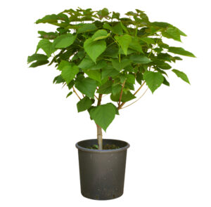 Pianta Catambra di 2 anni in Vaso diametro 22cm Ambrogio Italia