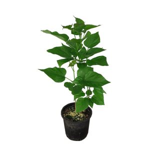 Pianta Catambra Ambrogio Italia in vaso pianta antizanzare naturale per balconi e terrazze