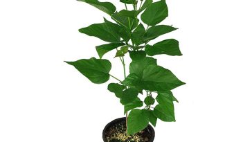 Pianta Catambra Ambrogio Italia in vaso pianta antizanzare naturale per balconi e terrazze