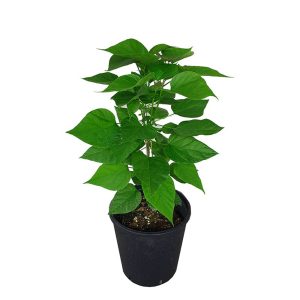 Pianta Catambra in vaso Ambrogio Italia soluzione naturale contro le zanzare per ogni ambiente