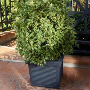 Garden Italia Vaso per Piante Quadro Millerighe GQM 32×27 cm in Resina – Made in Italy, Resistente al Gelo e Antiurto