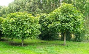 Pianta Catambra mezzo fusto Ambrogio Italia