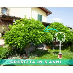 Pianta Catambra mezzo fusto Ambrogio Italia