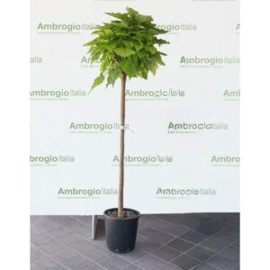 Pianta Catambra mezzo fusto Ambrogio Italia
