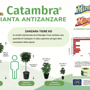 Pianta Catambra in Vaso diametro 18cm 2 anni
